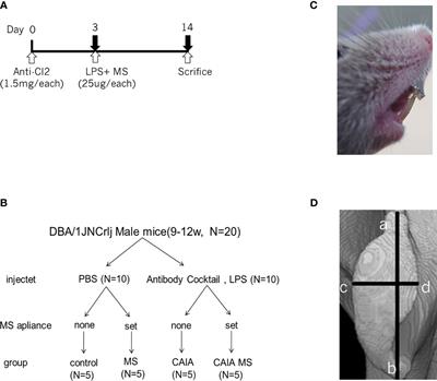 Overload of the Temporomandibular Joints Accumulates γδ T Cells in a Mouse Model of Rheumatoid Arthritis: A Morphological and Histological Evaluation